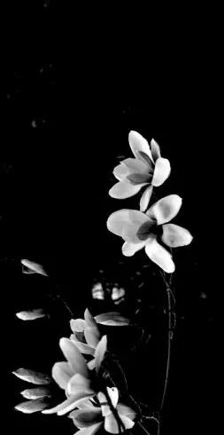 花朵黑白手绘图,黑白图片花朵