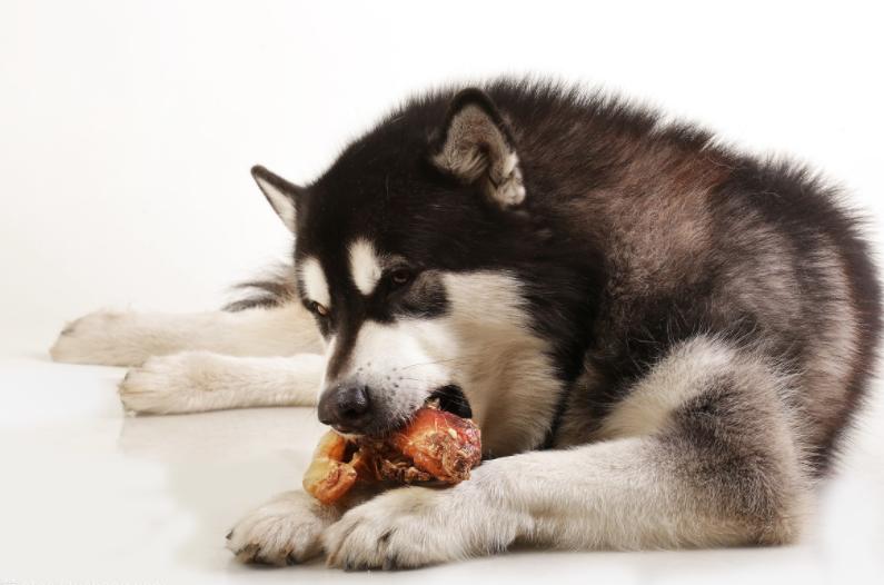 养宠经常遇到的问题,养狗狗发生的一些问题