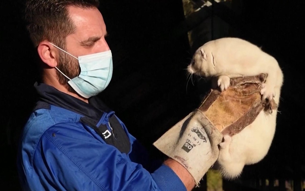 水貂养殖新技术,水貂皮草的养殖方法与技术