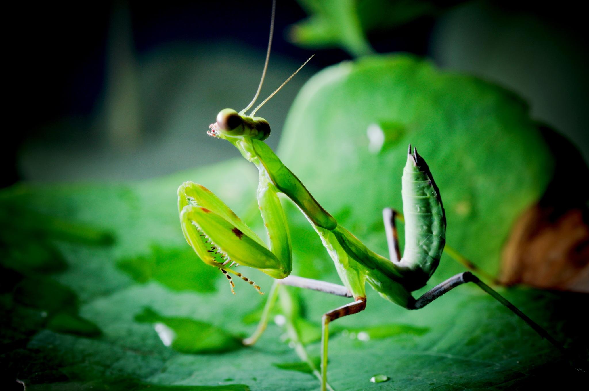 雌性螳螂吃雄性螳螂为什么不反抗,雄螳螂被母螳螂吃掉过程