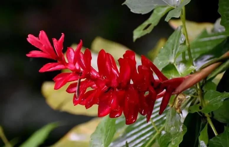 国色天香秀色可餐的美女 (秀色可餐与国色天香)