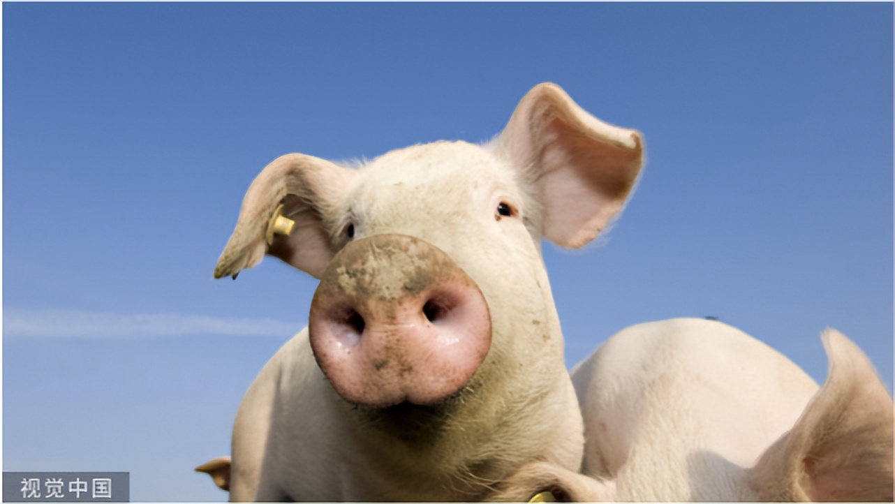 猪胀气的原因及治疗和防控,猪胀气的解决方法打什么针