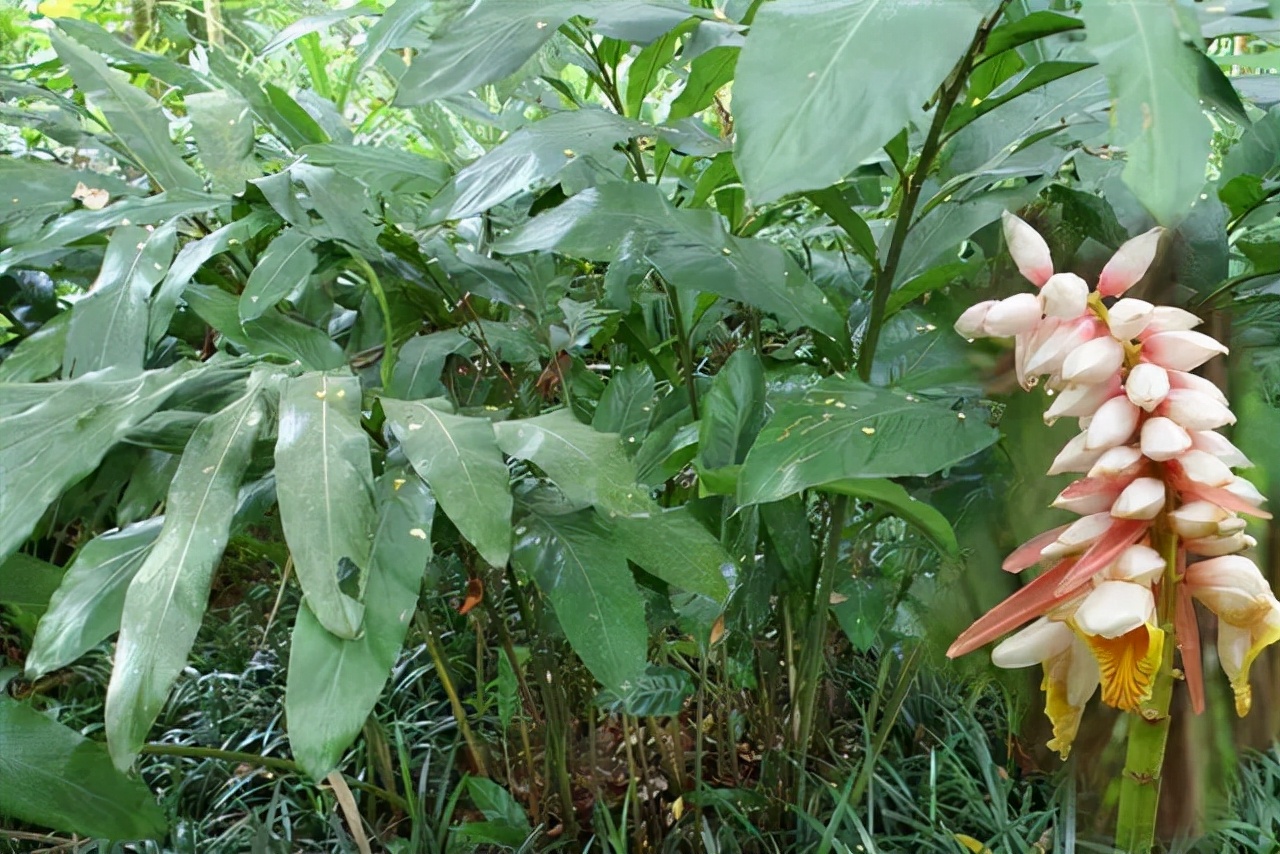 12种香料及分量,姜科植物的香料有哪些