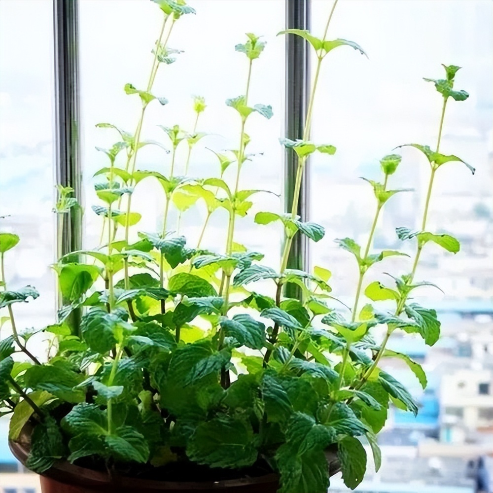 阳台种菜种哪些长得比较快,阳台种菜推荐种什么