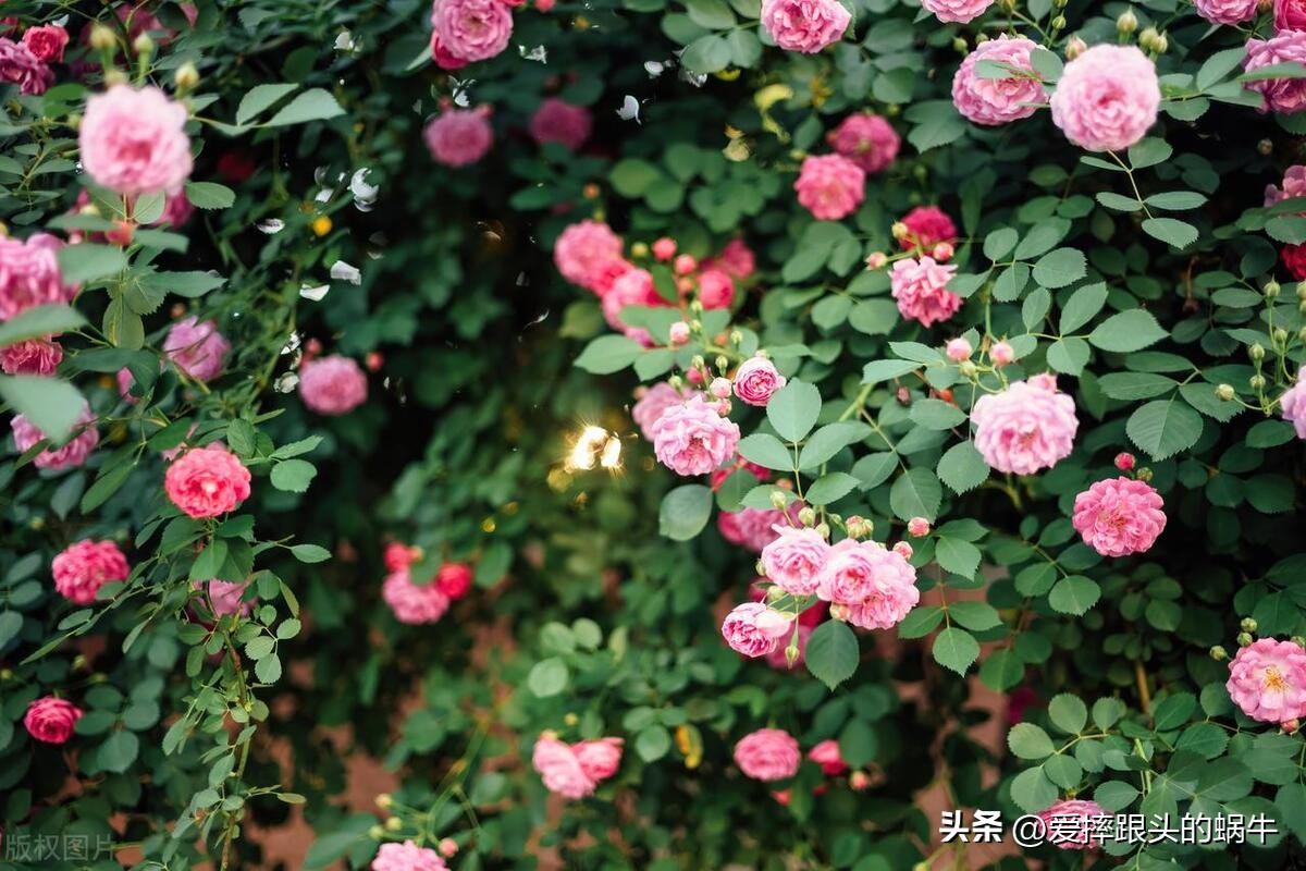 生如夏花灿烂的时候,生如夏花绚烂绽放歌曲视频