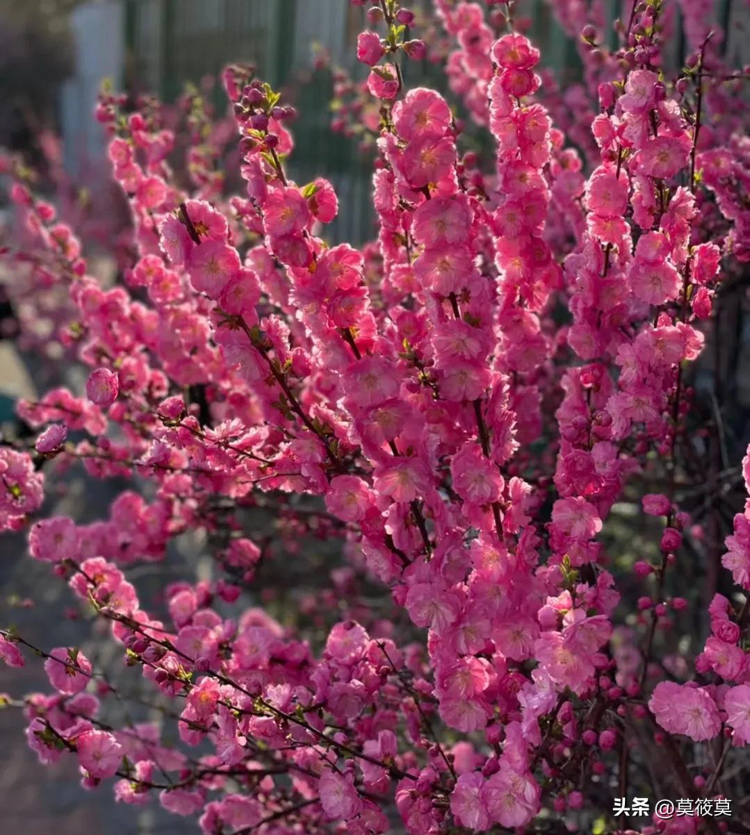 贵州省的省花叫什么名,贵州各个县的县花