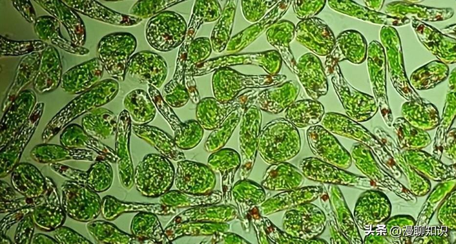 马疱疹病毒感染用什么治疗好,马病毒性疱疹