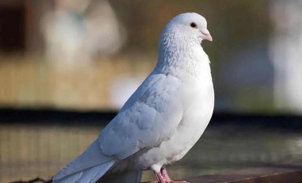 入侵动物生物防治,动物疾病的防治措施有哪些