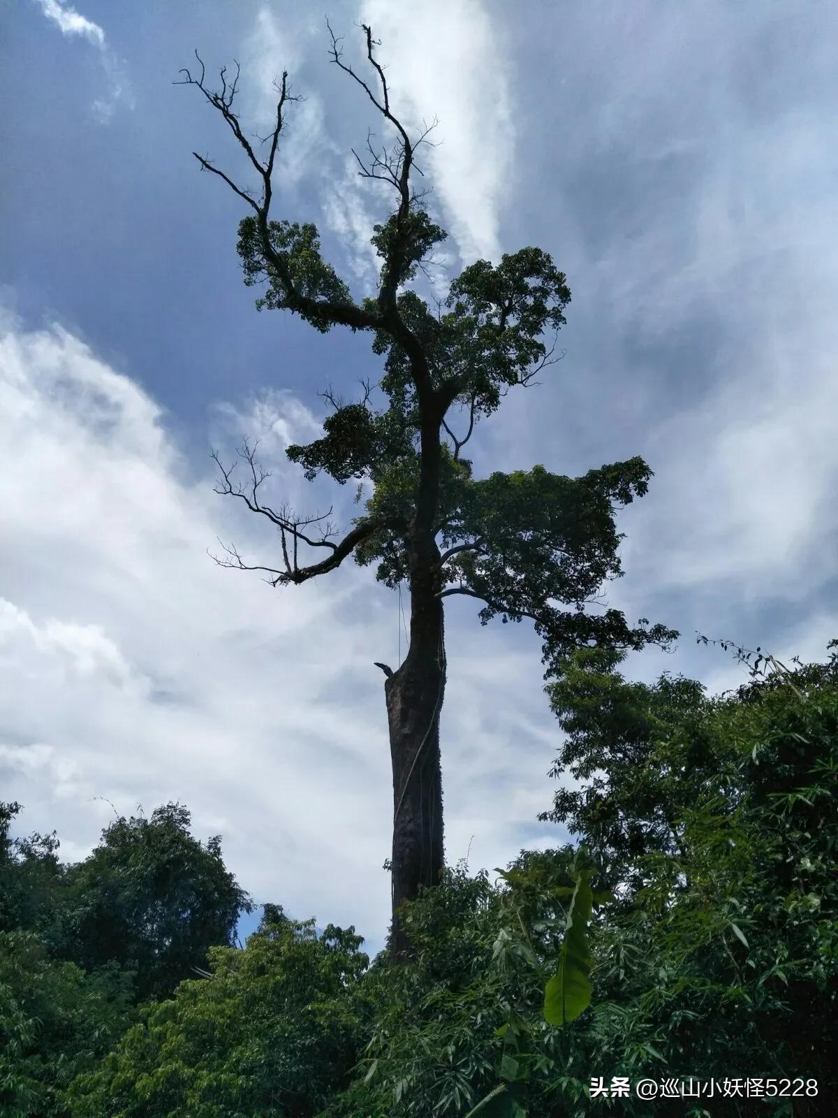 海口金牛岭的传说故事,三亚凤凰岭的传说和故事