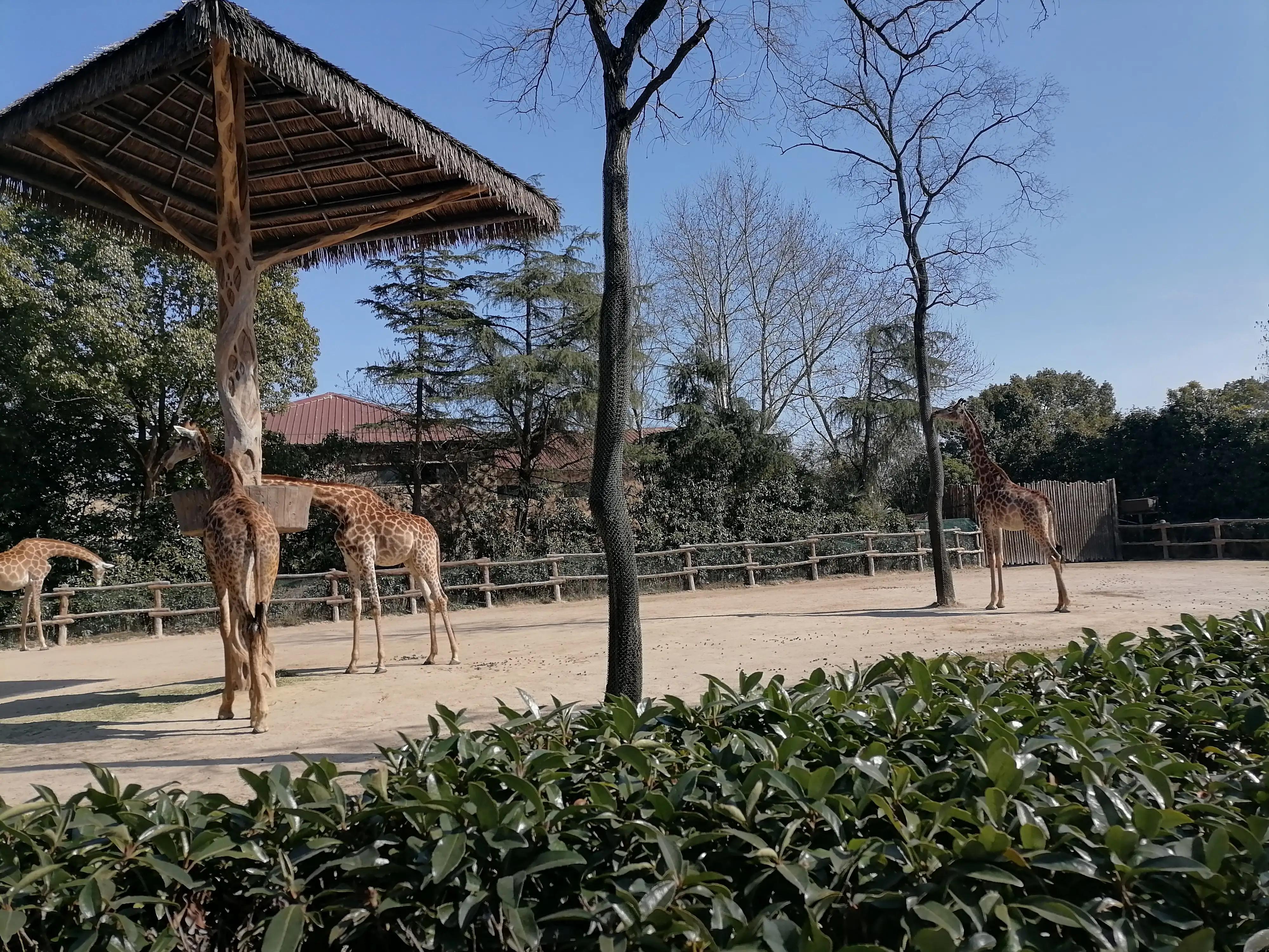 上海去大明山三日游,最新上海三日游攻略