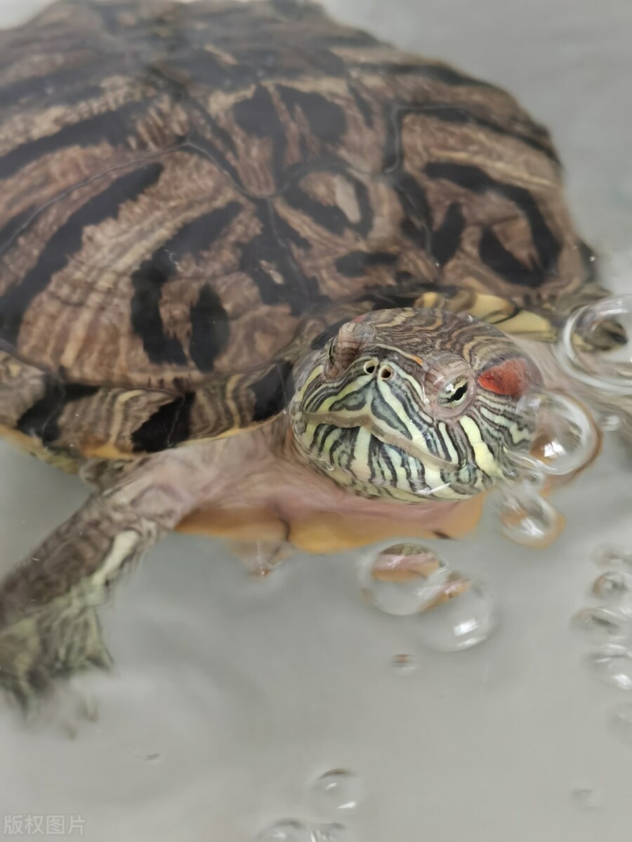 从土里挖出来的蚯蚓巴西龟能吃吗,巴西龟可以吃海蚯蚓吗