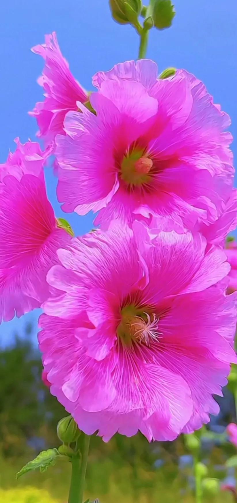 最新最美花儿高清图片,五颜六色的花儿真漂亮