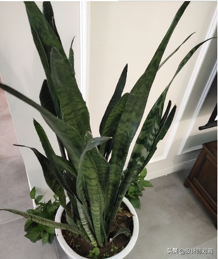 轻松住新家掌握这些除醛小妙招,新房除醛最好最快的方法