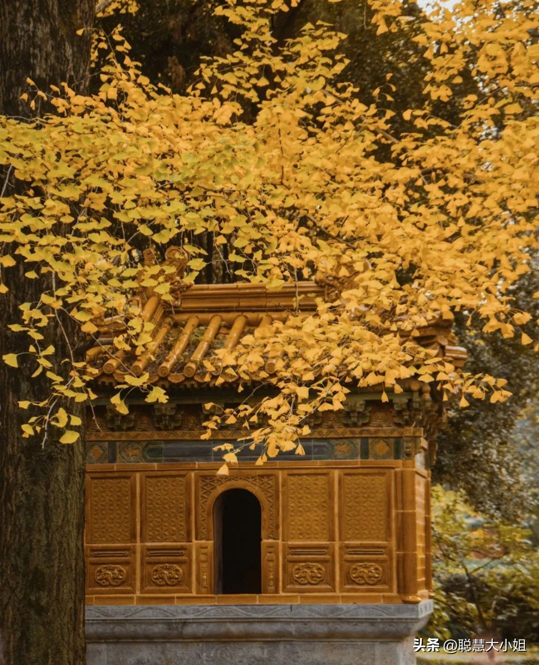 南京赏秋枫叶,南京秋天赏枫叶好去处