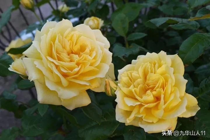 大花胖美人月季有几个品种,适合阳台养的大花月季品种