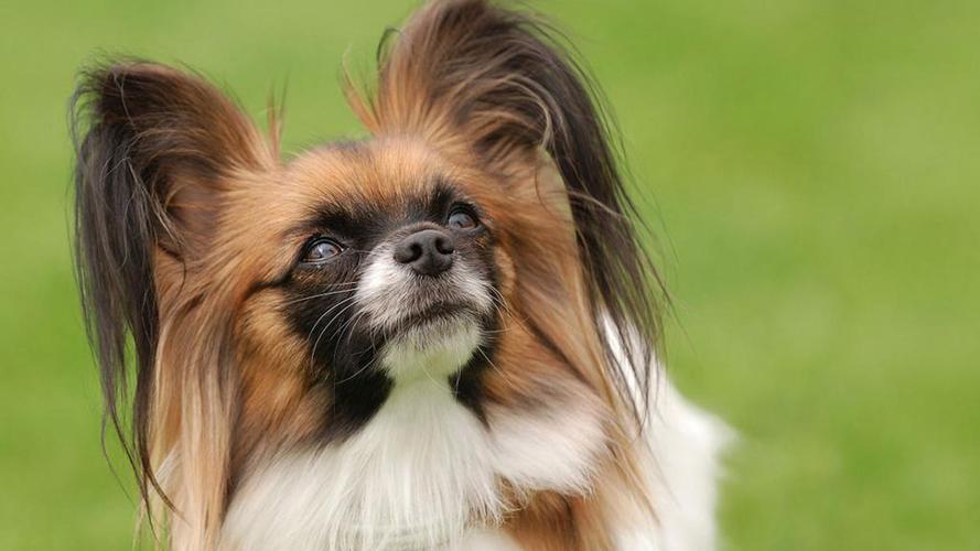 狗狗价格表又便宜又好养,便宜好养的狗狗