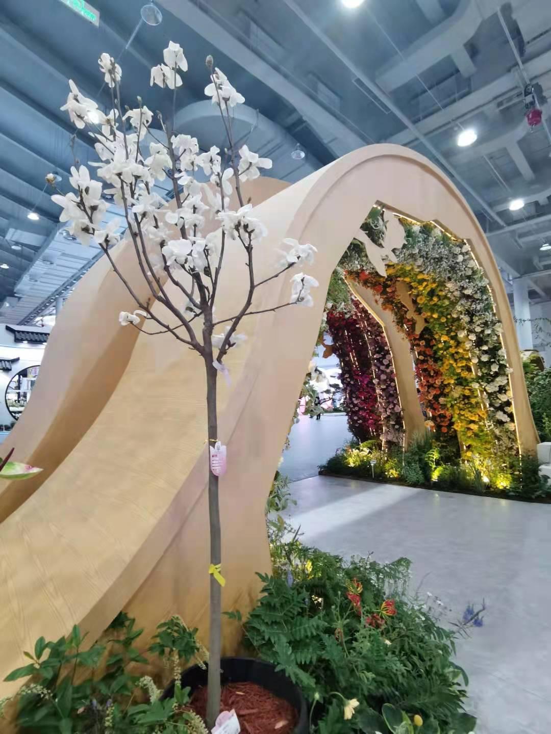 白玉兰为什么被评为上海市市花,中国国花上海市花白玉兰