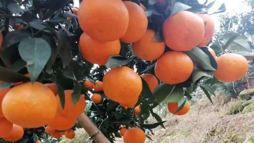 广西名特优农产品活动现场,广西农产品品牌介绍视频