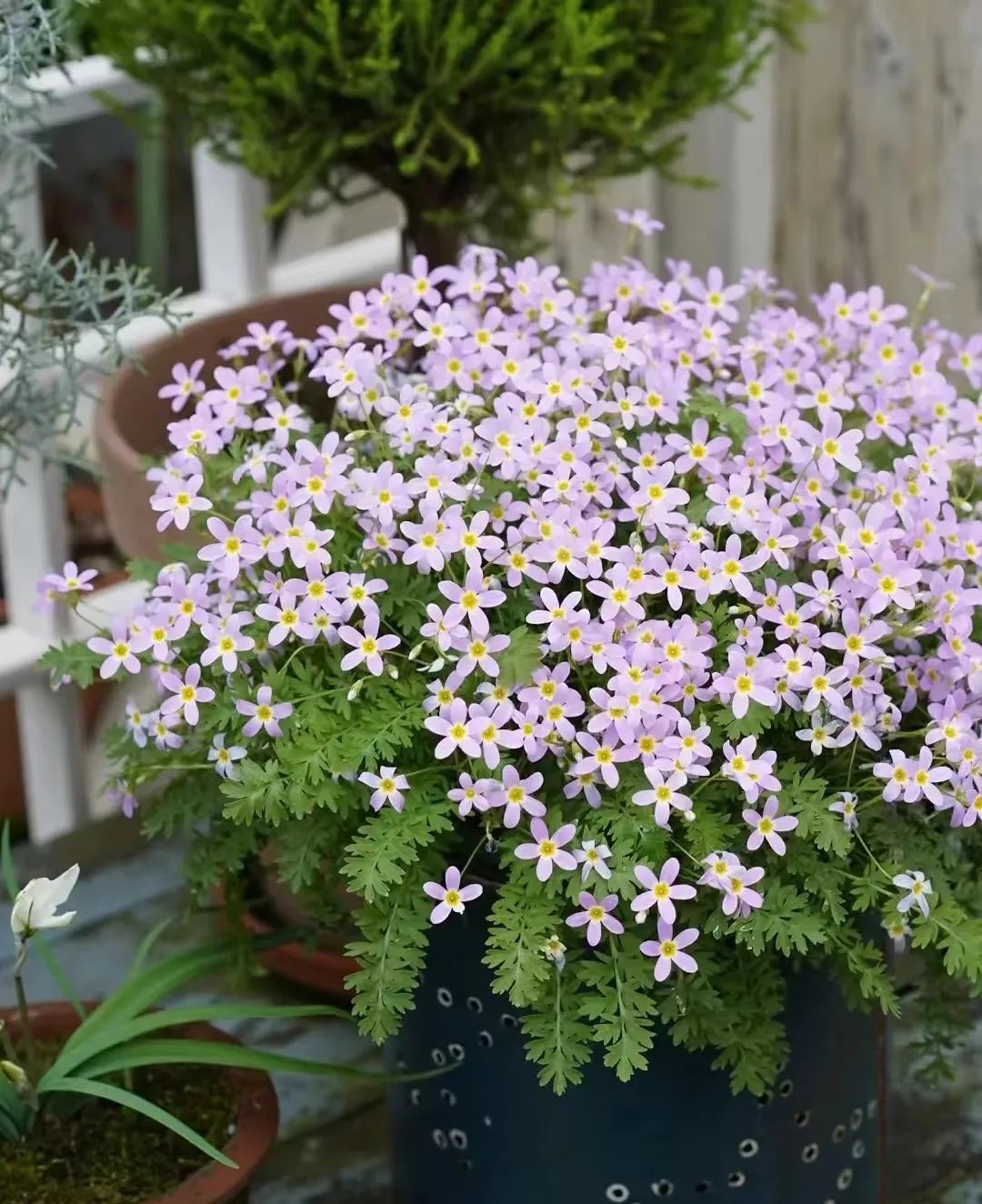 适合在路边种的野花,那些路边不起眼的花儿