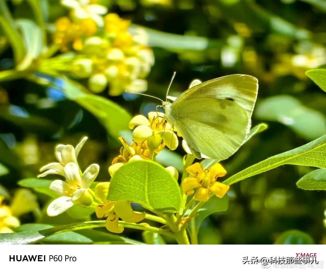 华为p60支持香港八达通吗,华为p60pro开通八达通
