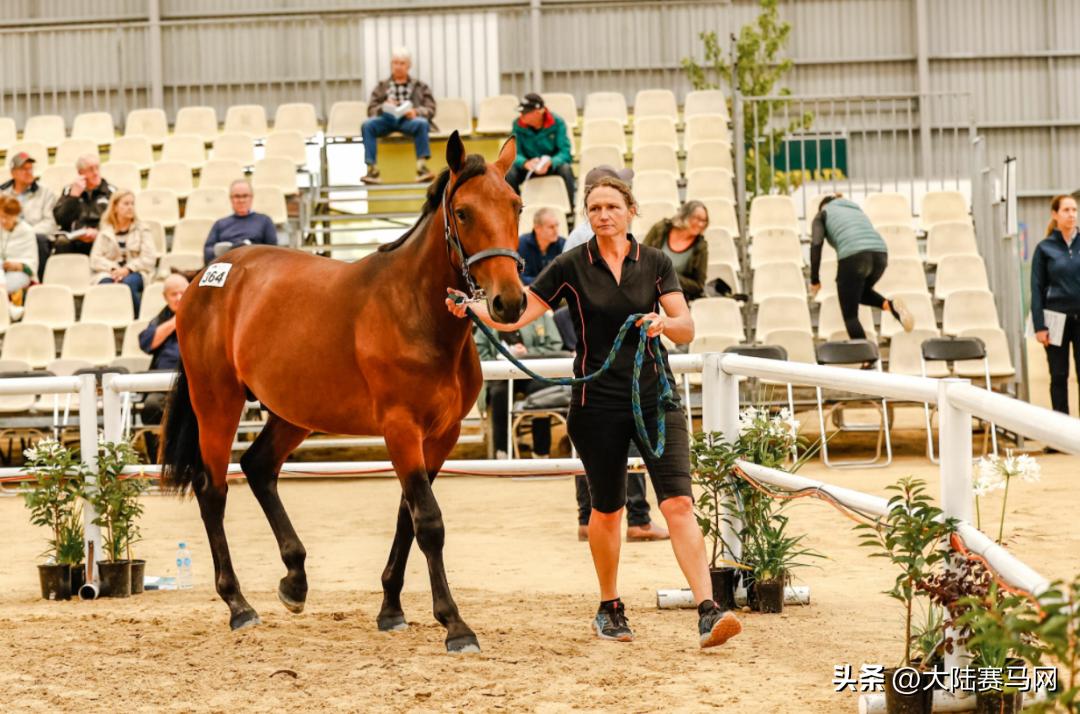 “超值”抢购新西兰官方拍卖会「流拍」走马的唯一机会，来啦！