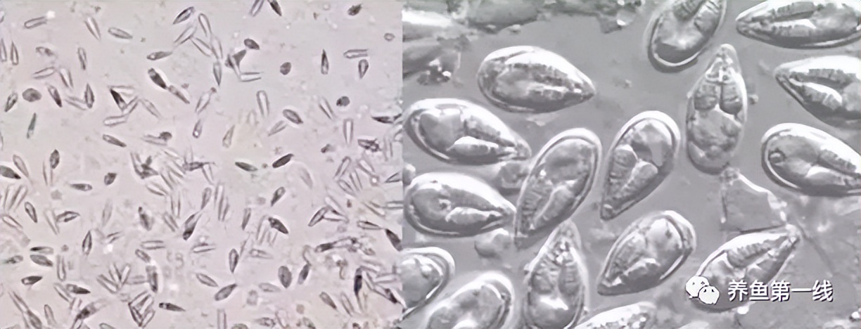 鱼身上长锚头鳋虫图片,锚头鳋孢子虫