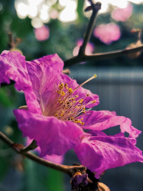 紫薇都市田园直播,紫薇都市田园好玩吗