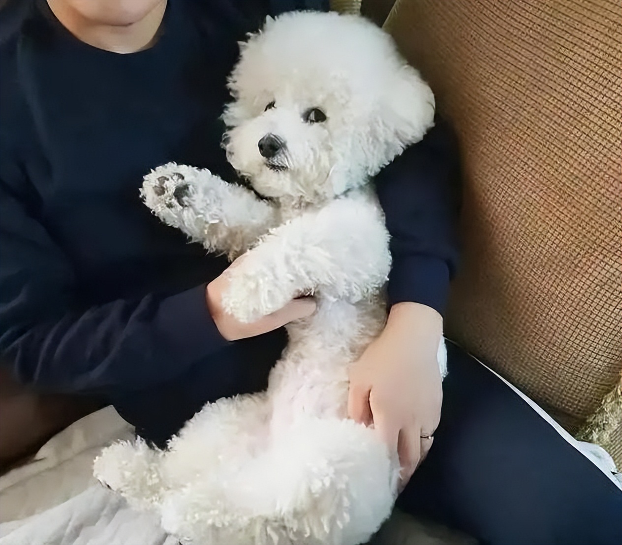 新手推荐养公狗还是养母狗,养公狗和养母狗哪个好