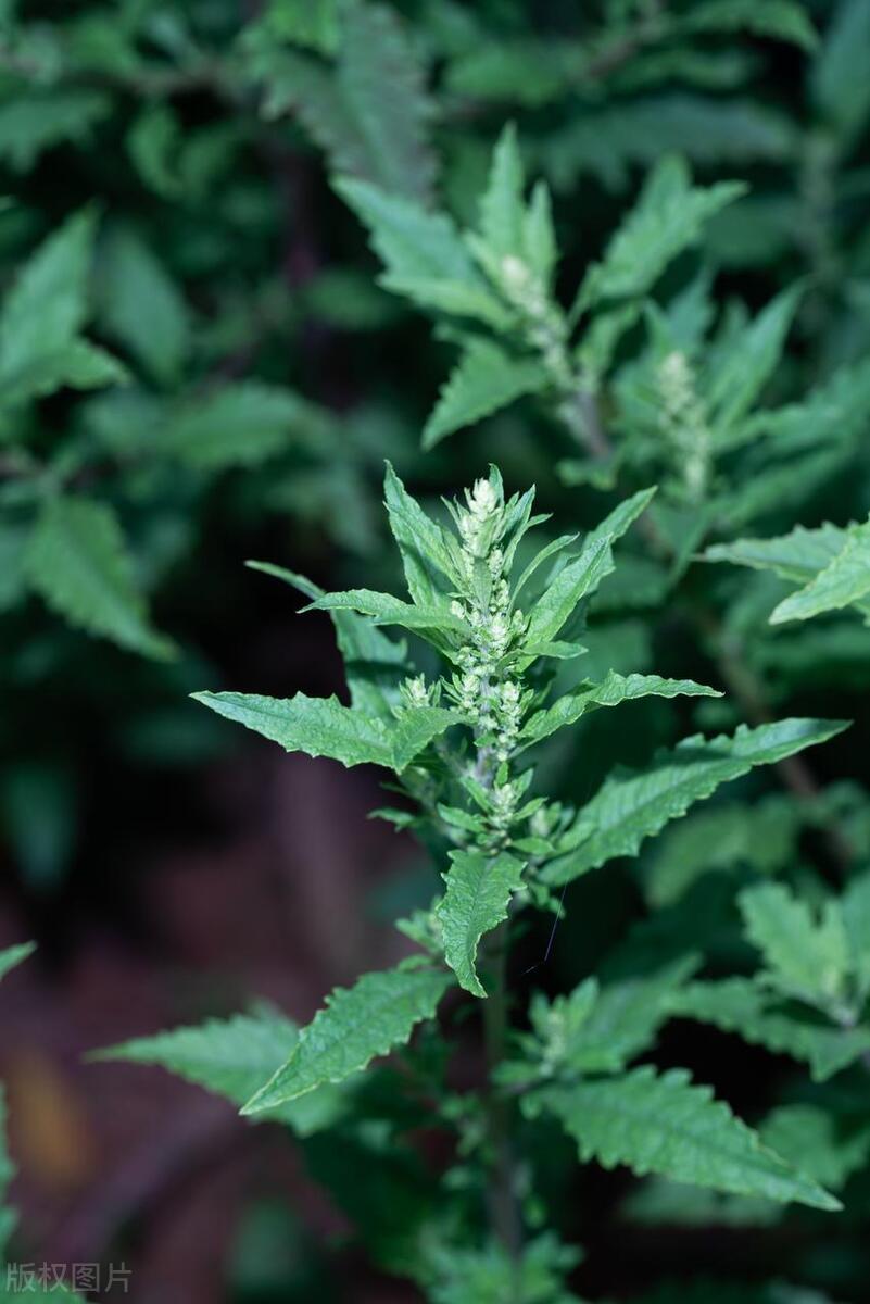 一般的蛇最怕的是什么,蛇最怕一个东西是什么