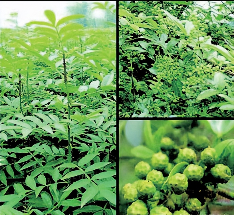 潼南花椒种植基地,四川重庆特产花椒