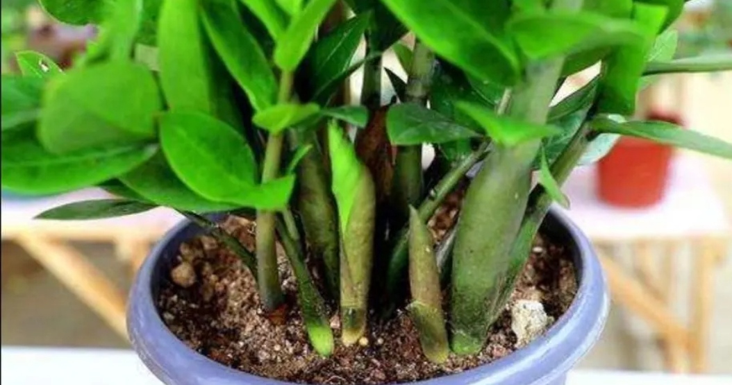 金钱树用啥土养护不黄叶烂根,养金钱树记住这口诀