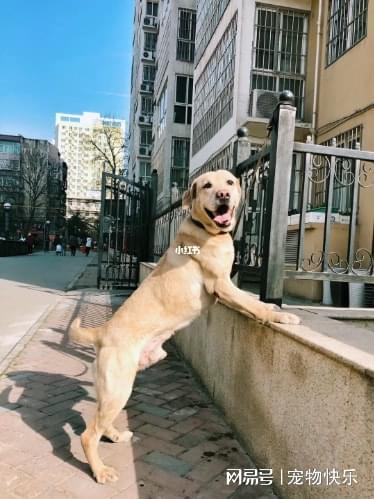 狗丢了用剪刀能找回来吗,狗丢了怎么找回来不认识主人