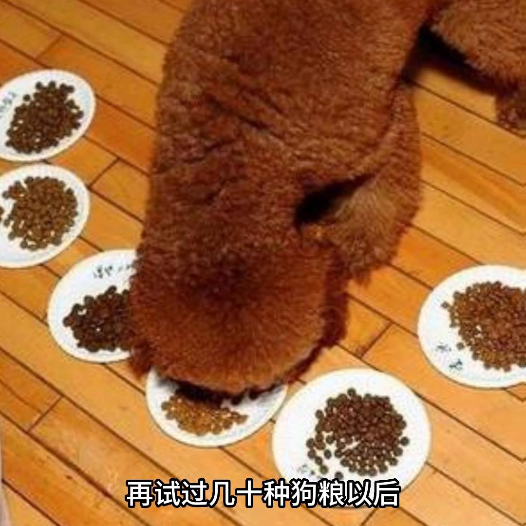 便宜又好吃的狗粮推荐泰迪,大龄泰迪狗粮推荐