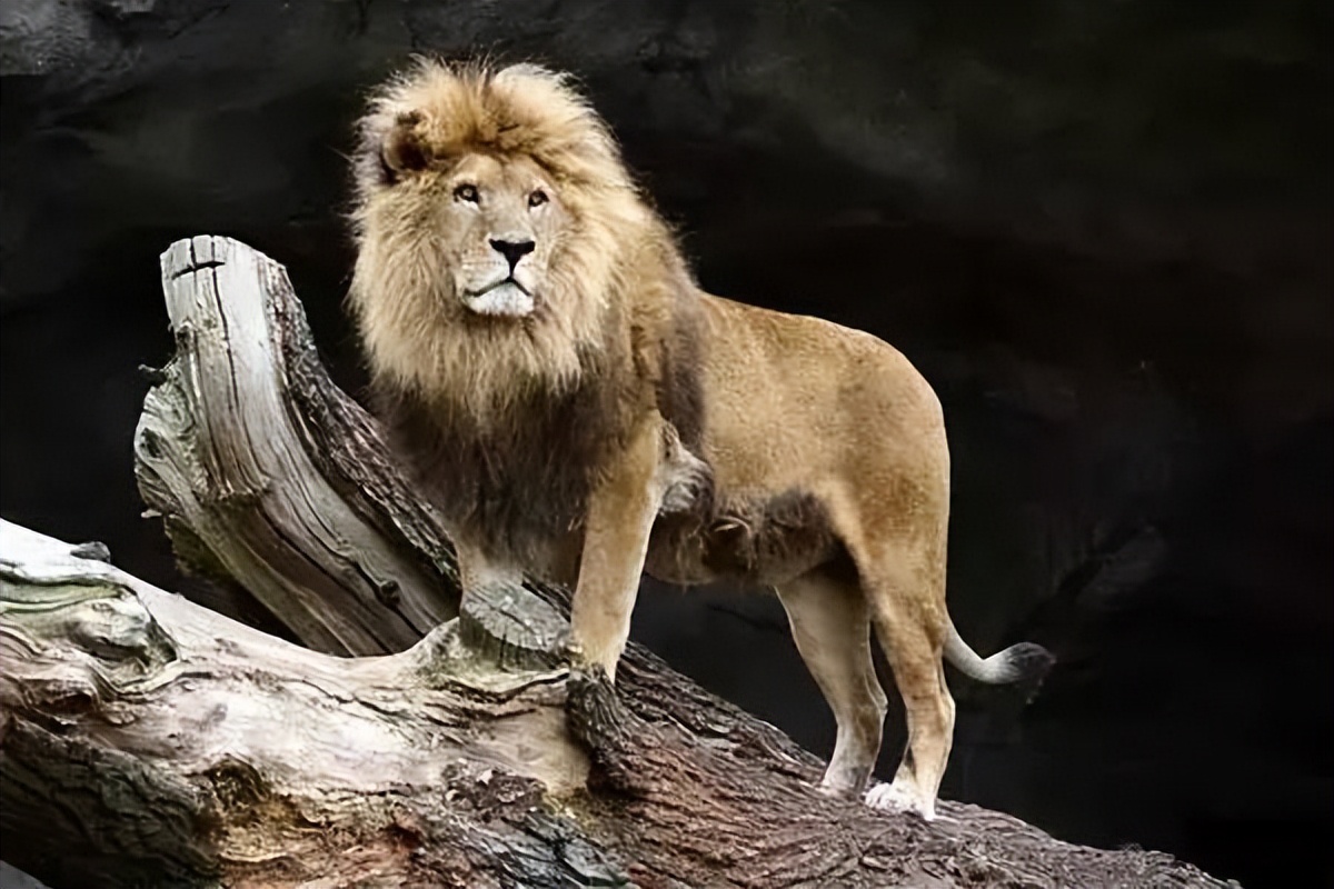 被切掉重要器官的女人是什么,被切掉生殖器官的真实案件