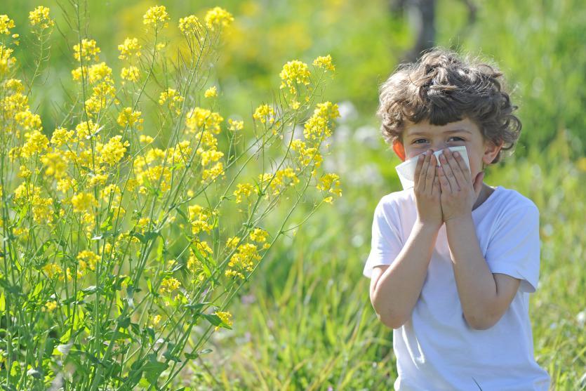 什么树会引起过敏性鼻炎,城市种植什么树最好
