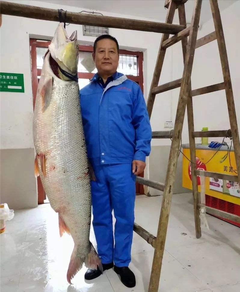 丹江口水库目前钓出最大的鱼,一年出鱼30吨多吗
