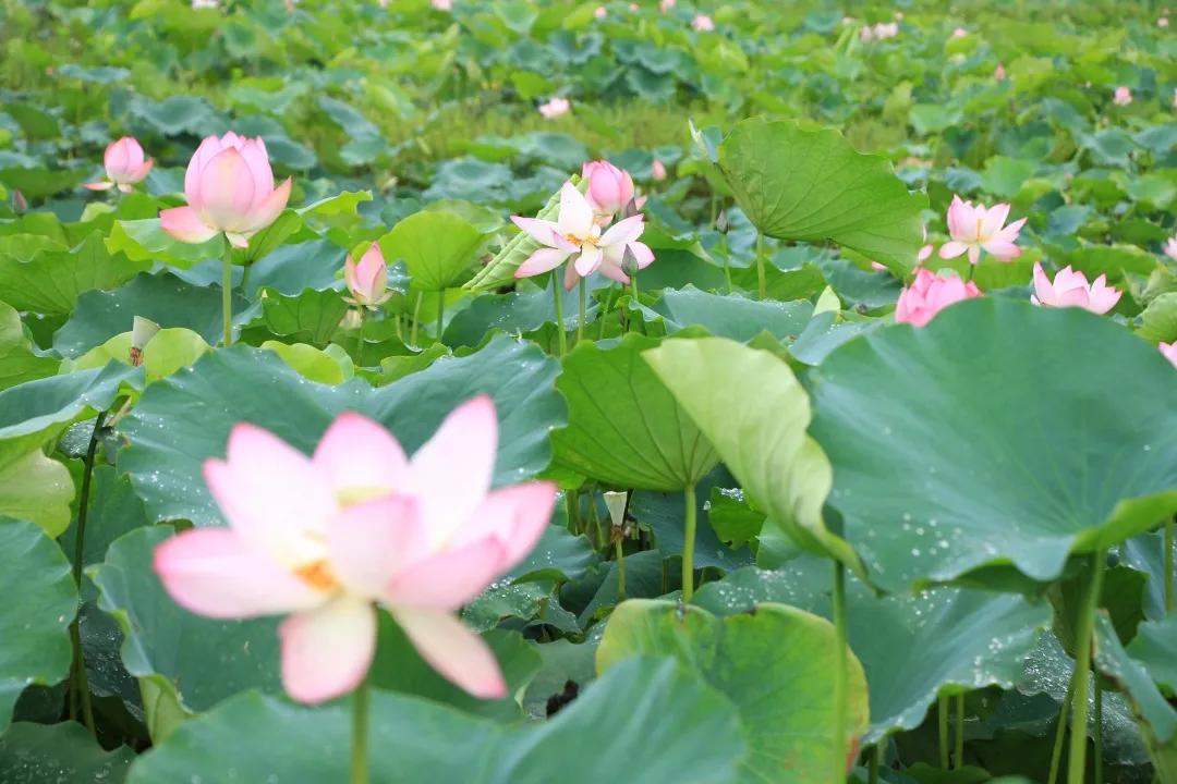 从化草埔村荷花游记,从化小杉村游玩攻略油菜花