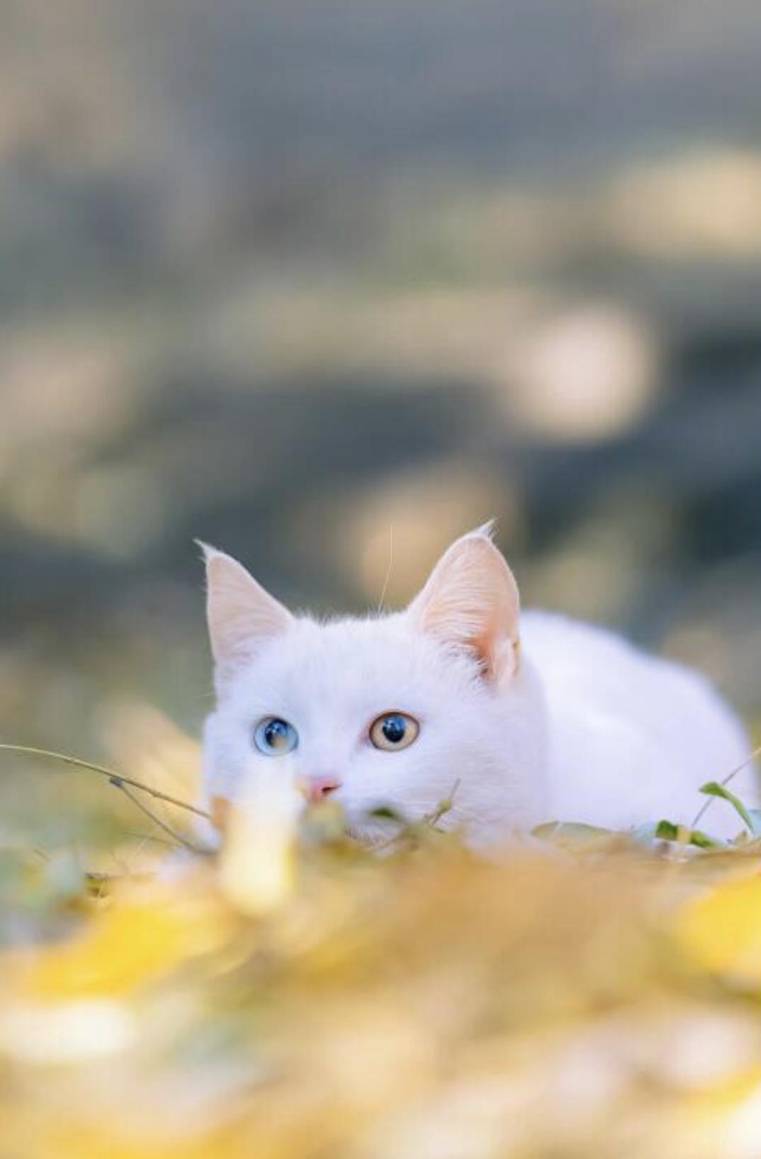 治愈系壁纸｜132张可爱小猫咪的样子