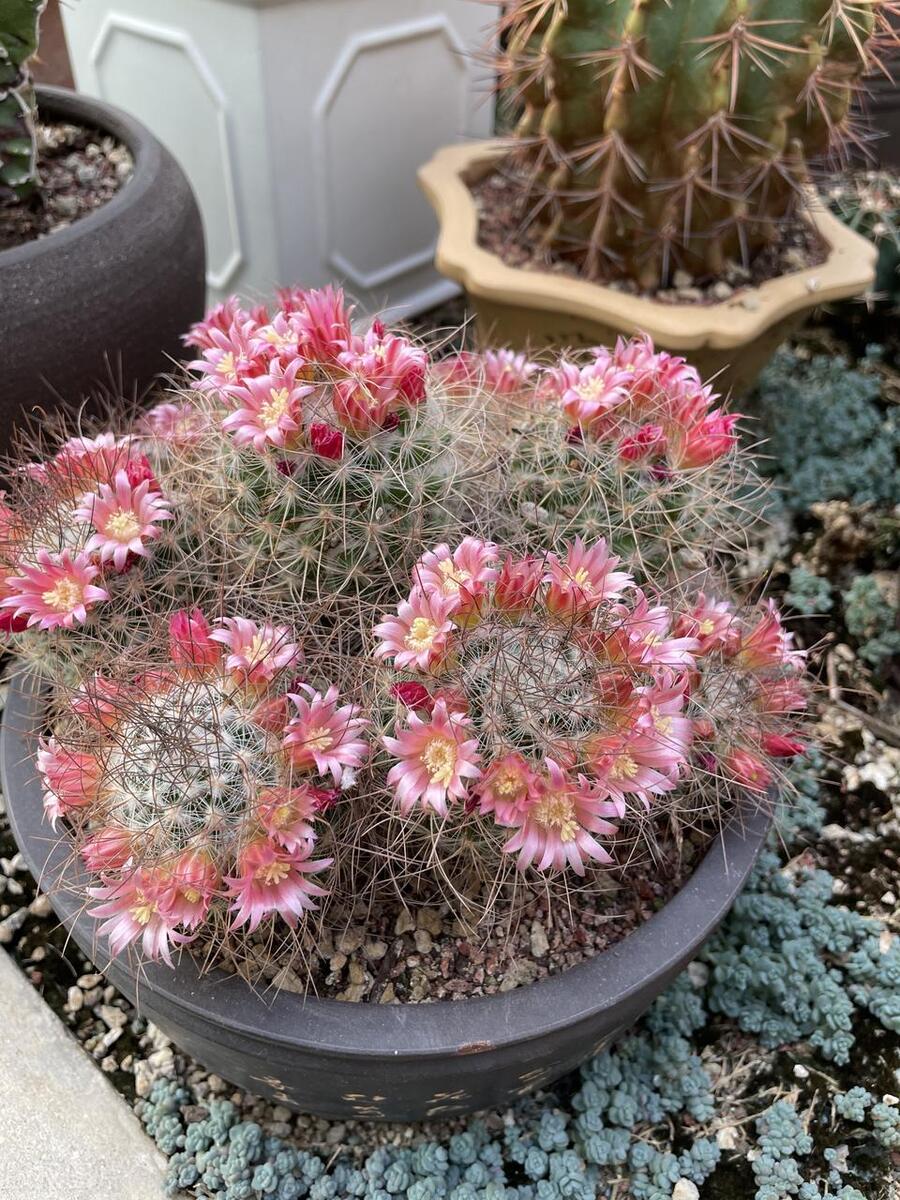 多肉怎么养快才能开花,要开花的多肉怎么养