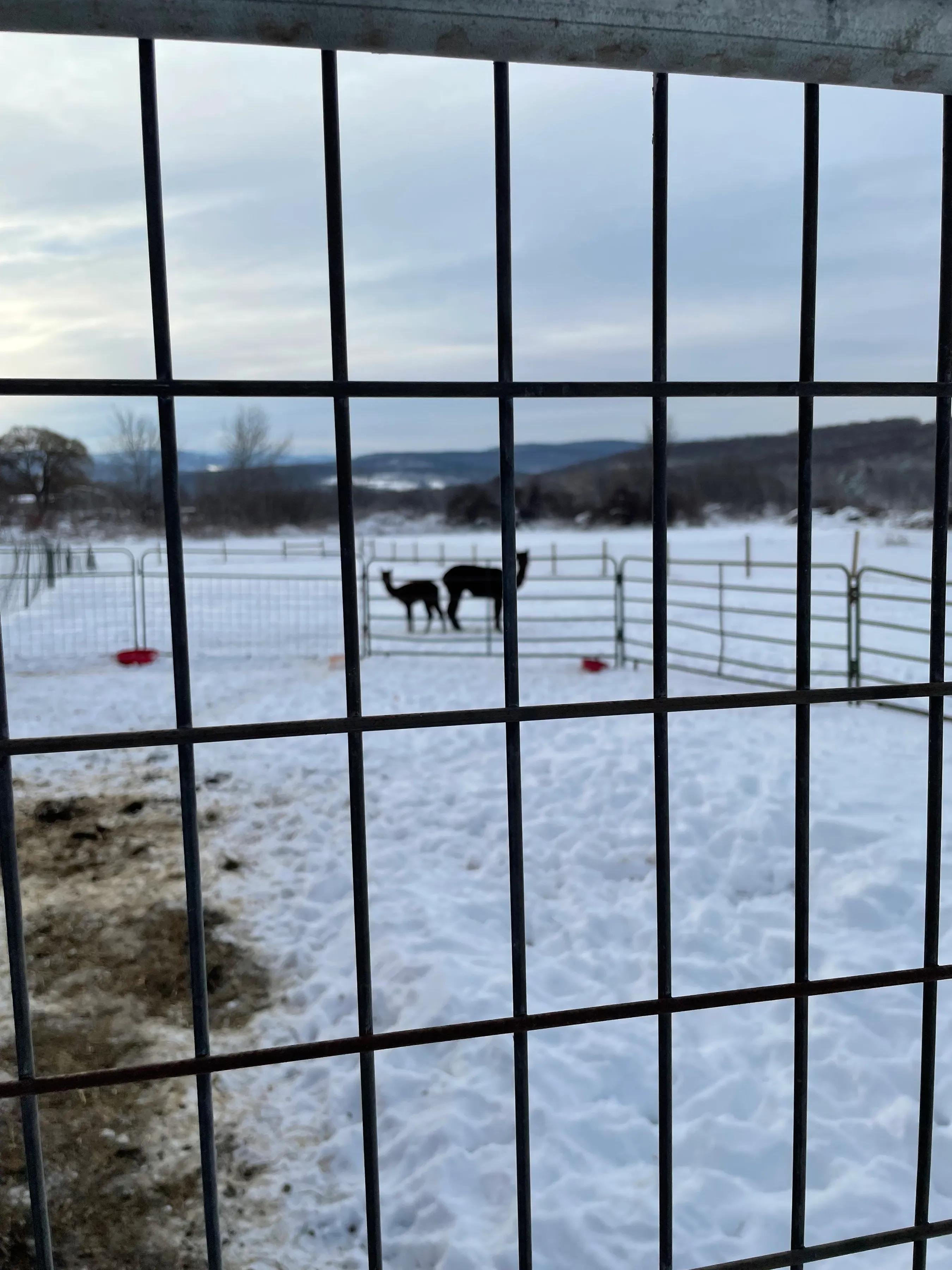 羊驼和驼羊是一个品种吗视频,羊驼和驼羊哪个是有刘海的
