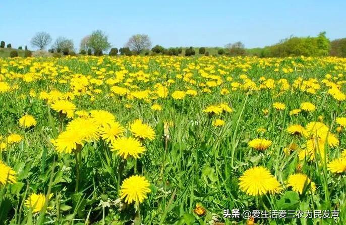 2018年最赚钱的种植项目,种植野菜亩产利润20万元以上