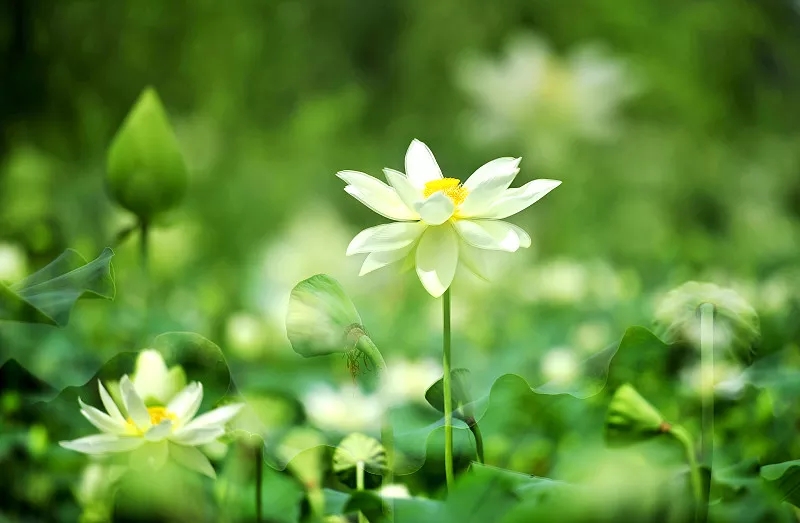 顽固性癫痫手术前准备,药物控制住的癫痫患者需要手术吗