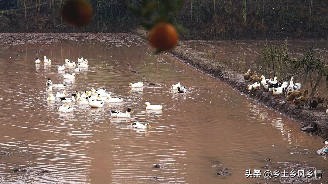 农民往冬闲田里放了一些鸭子，三个月后“空闲田”变成“增收田”