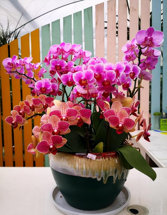 4种花适合新手养漂亮好养,20种坑人的花