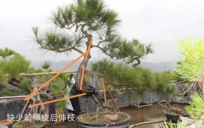 不理解枝条分布？掌握这4点，哪种造型都不难