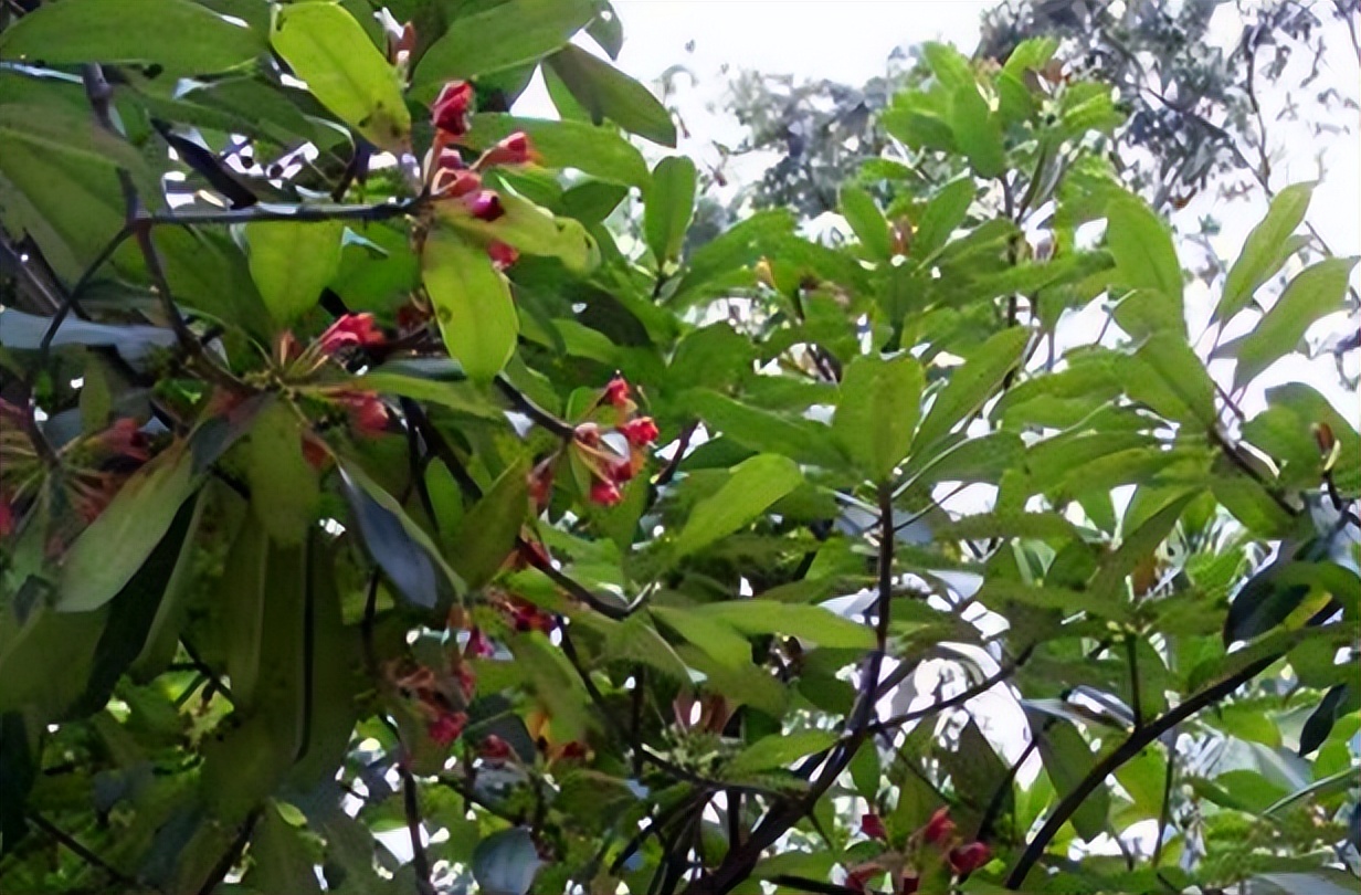 圆果化香有何化学成分？其活性分析有何成果？