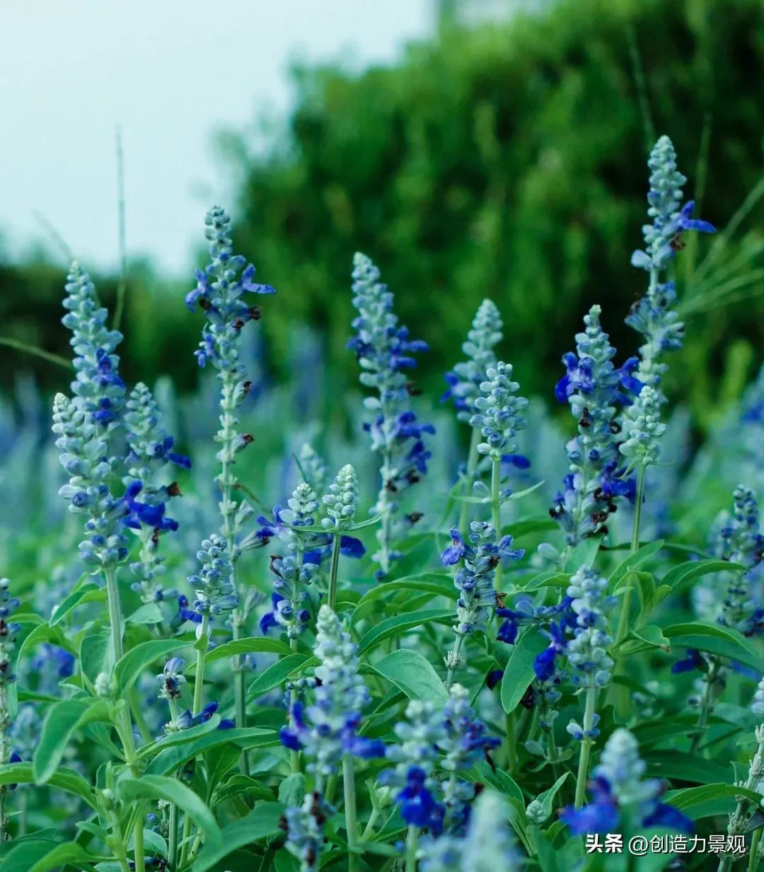夏季好养的花卉有哪些,夏季的常见花卉有哪些