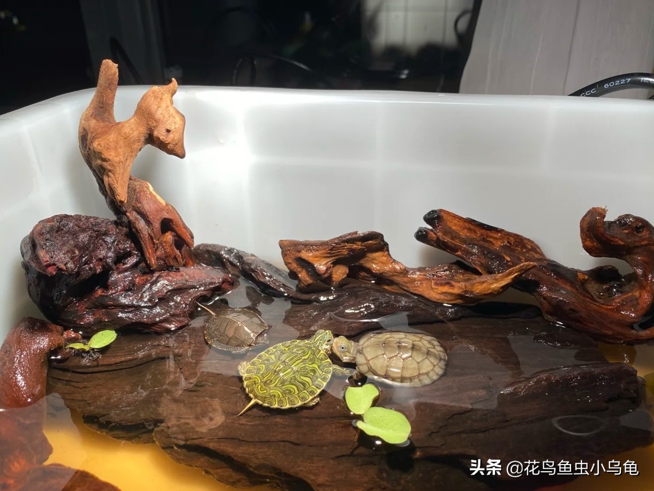 透明周转箱养龟环境布置,养龟不用过滤器怎么布置