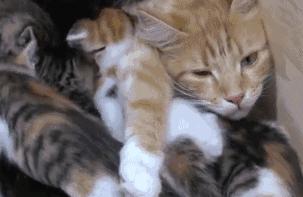 春天来了！每位毛孩子家长都要了解这些知识