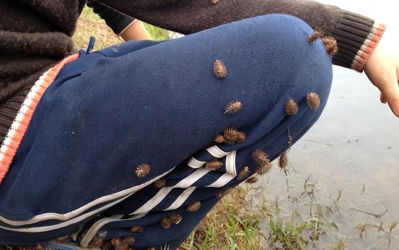 依靠反射来传播种子的植物有哪些,植物妈妈传播种子的方法还有哪些